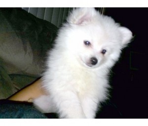 Top Quality Teacup pomeranian Puppies Available For Adoption.