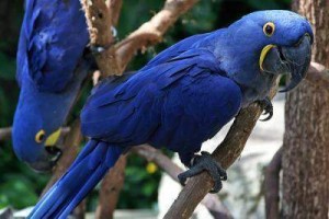 pair of Hyacinth Macaw Parrots for give away to any family