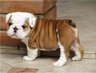 cute and adorable English Bulldog puppy for adoption.