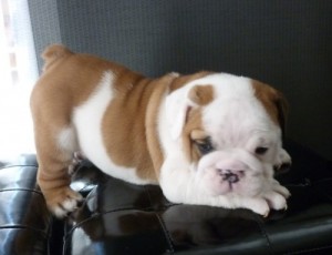 four Cute and nice looking English Bulldod puppies