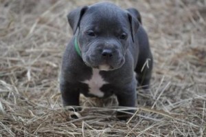 2 American Pit Bull Terrie Puppies for Adoption/FREE