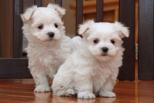 AKC BLOODLINES MALTESE PUPPIES AVAILABLE