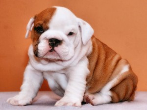 Affordable  English Bulldog Puppies Gorgeous English bull dog puppies. They are up-to-date on shots and wormings ,ready for a ne