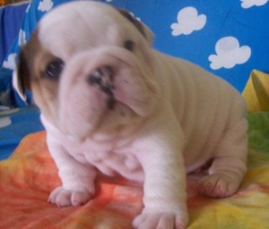 Three Healthy English Bulldog Puppies For Re-Homing