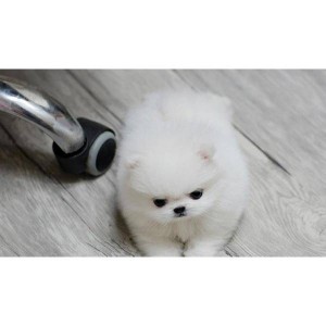 Pomeranian Puppies For FREE/Adoption