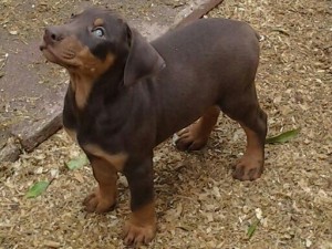 Doberman Pinscher Puppies For Sale