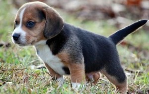 Beautiful AKC Registered Beagle puppies