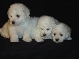 1 male and 2 Females Bichon Frise Pups Available!!!