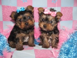 2 and female yorkie puppies