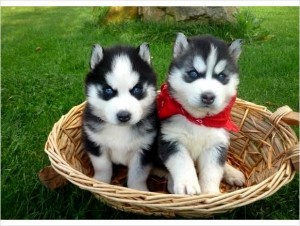 2 Siberian Husky Puppies