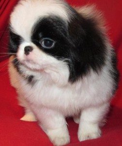 Japanese Chin Puppies for nice homes