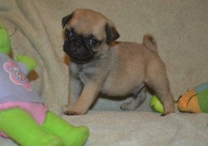 Outgoing Pug Puppies available for sale