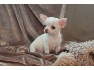 2 stunning KC Reg Chihuahua Teacup Puppies Male and Female for Sale