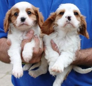 ***Ready To Go Cavalier Male and Female King Charles Puppies***