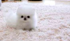 Cute n tiny Pomeranian puppies