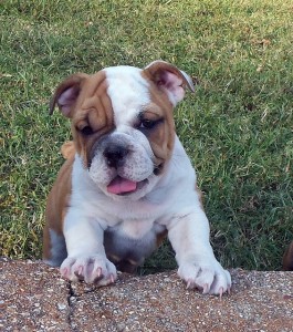 Adorable English bulldogs puppies