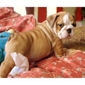 Gorgeous English Bulldog Puppies Available