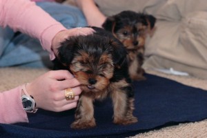 Male and Female Teacup yorkie Available