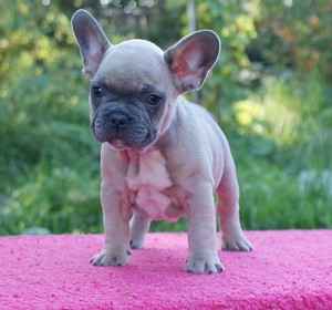 Children akc french bulldog puppy for good homes