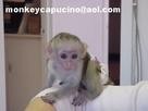 awesome males and females Capuchin monkeys for re-homing