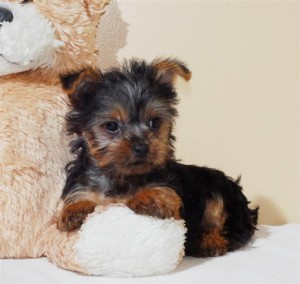 Top AKC Yorkshire Terrier