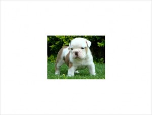 Brilliant English Bulldog puppies for sale