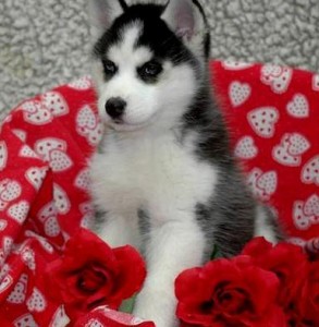 Gorgeous Siberian Husky puppies available