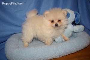 Cute Pomeranian Puppies .LEAVE YOUR CELL NUMBER FOR QUICK RESPONDS FOR MORE INFORMATION AND PICTURES .