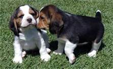 cute beagle pups available for re homing.