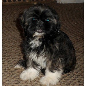 Shih tzu puppy for adoption