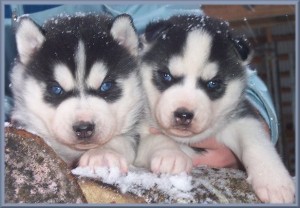 Top Quality Siberian Husky Puppies for adoption