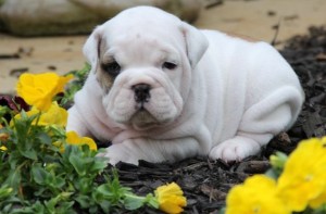 AKC Registered English Bulldog Puppies For Sale