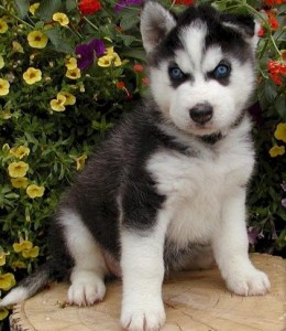 BLUE EYES SIBERIAN HUSKY PUPPIES!