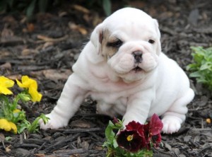 healthy, happy, wrinkly Pure breed English Bulldog