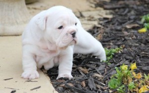 Fat, Healthy Wrinkled, Big Headed English Bulldog Puppies
