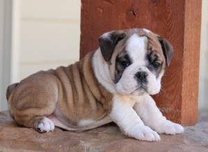 Healthy English bulldogs with standard conformations and great dispositions