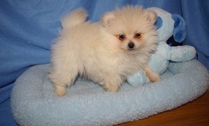 Rare blue eyed Pomeranian Puppies