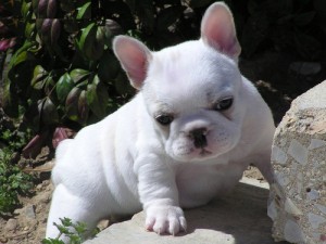 Miniature health guaranteed  French Bulldog Puppies