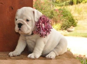 Adorable English Bulldog Puppies Available!!!