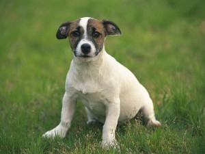 Jack Russell puppies For Sale