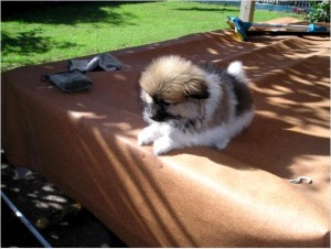 Healthy Pomeranian puppies for re homing