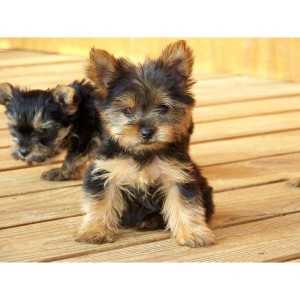 !!!Talented Yorkie Puppies For Adoption To a wellcoming Home!!!