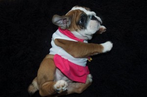 english bulldog puppies for adoption