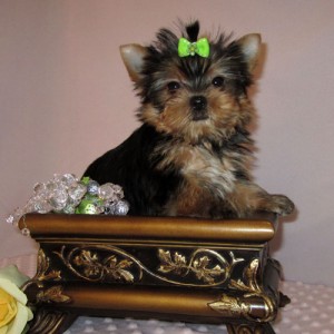 Adorable Yorkie puppy for adoption