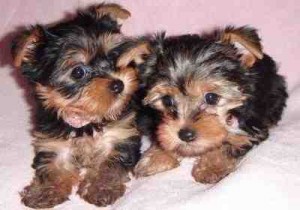 Top AKC Yorkshire Terrier