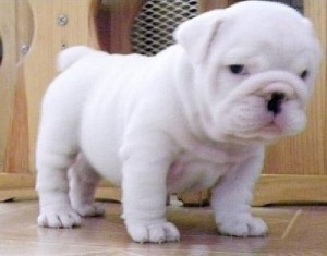 Female English Bulldog puppy for adoption