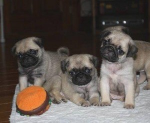 Baby Pug puppies for new homes