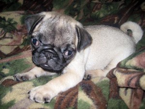 Pug puppies for new homes