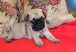 Fawn Pug Puppies