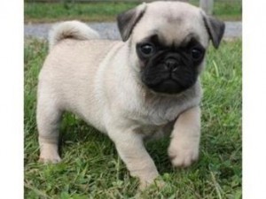 Beautiful Pug Puppies